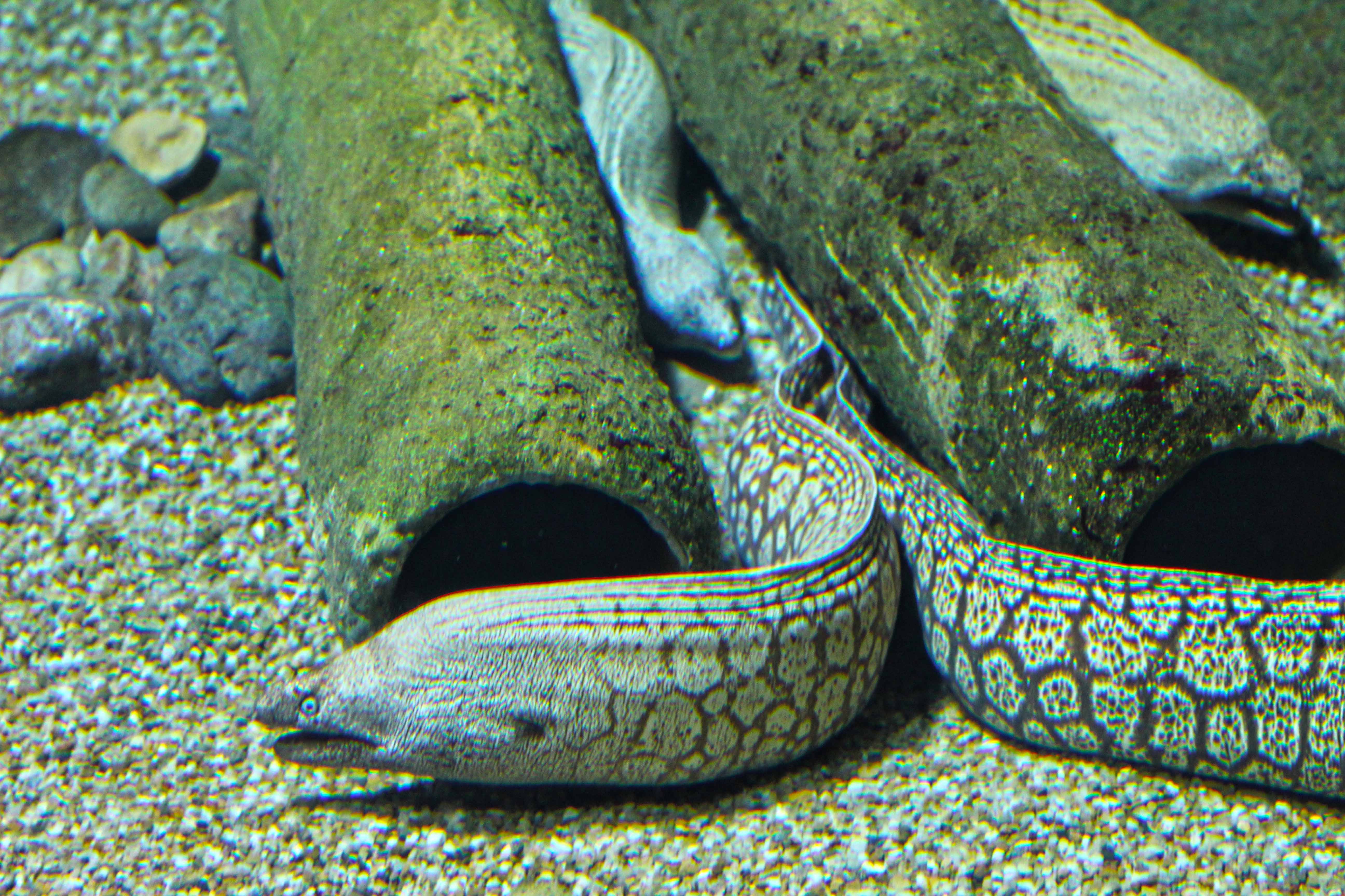 360_alta_Aquarium Muraena Helena.JPG